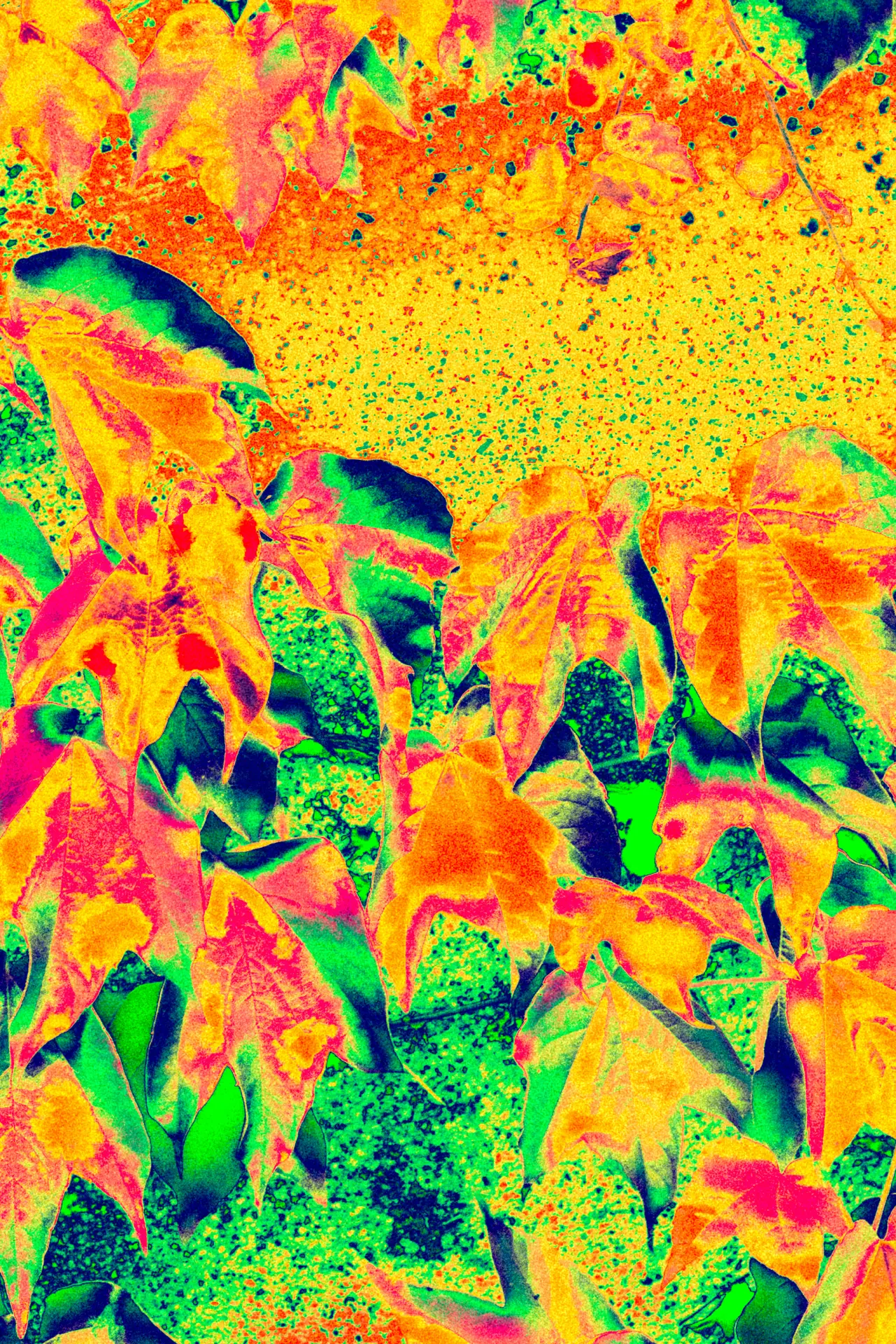 Untitled project - fotka 2