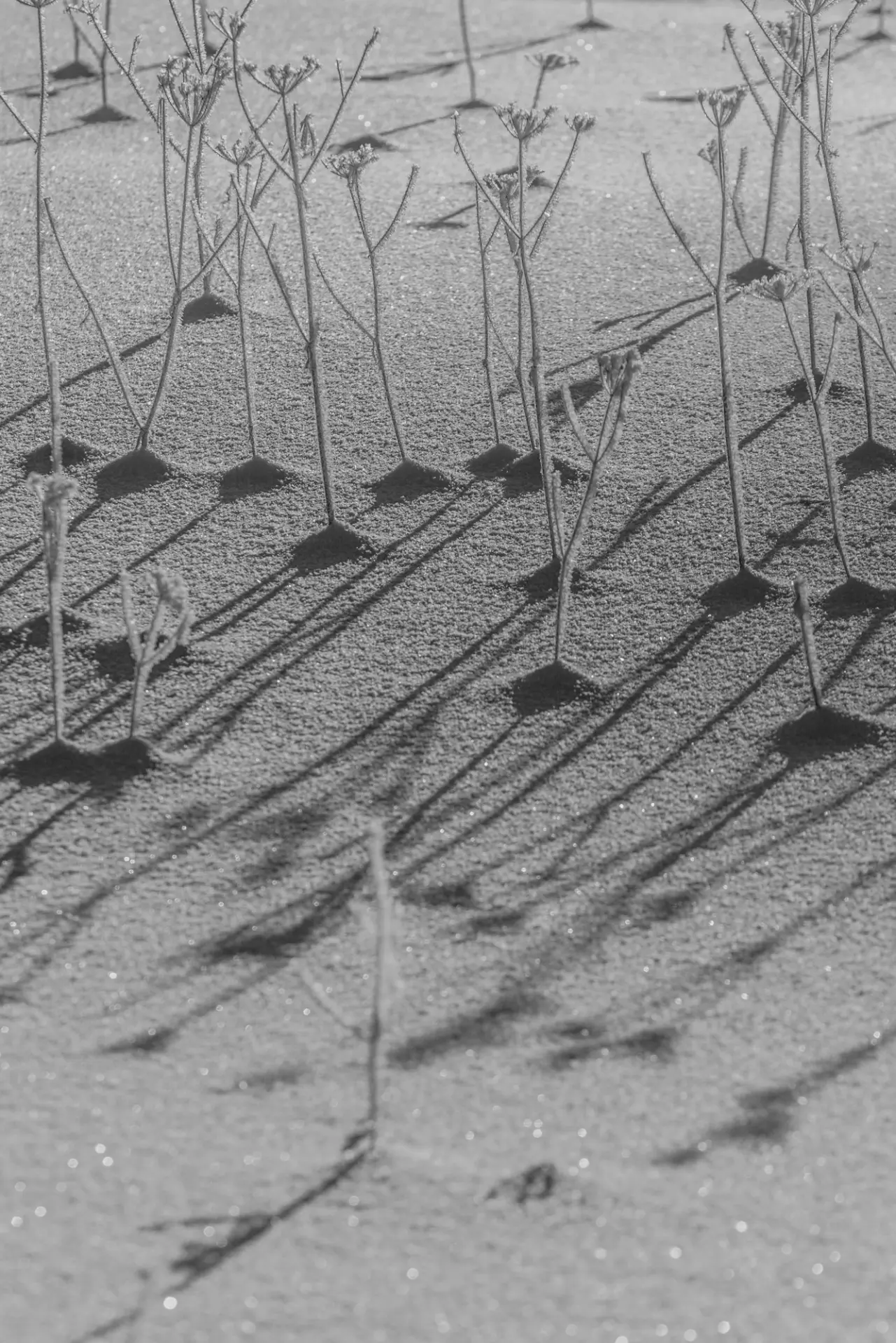 sporrrts & wintrrr - fotka 8